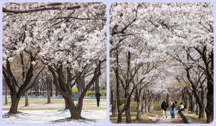 서울숲 낮에 피어 있는 벚꽃 사진 2장