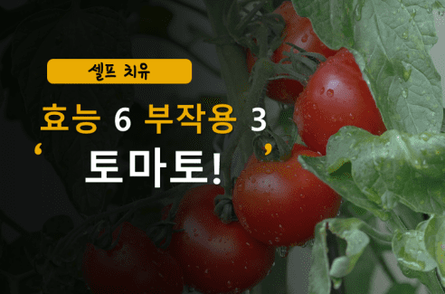 토마토 효능 6가지 및 부작용 3가지